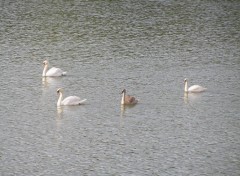 Wallpapers Animals parc de saint-quentin