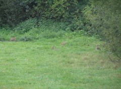 Fonds d'cran Animaux parc de saint-quentin