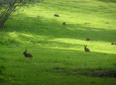 Fonds d'cran Animaux parc de saint-quentin