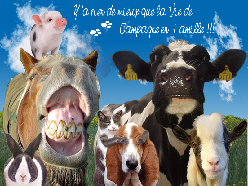 Wallpapers Animals Miscellaneous Photo de famille campagnarde