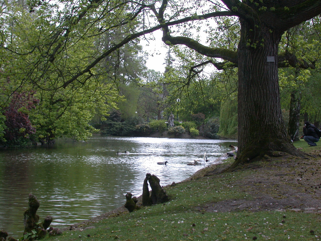 Fonds d'cran Nature Arbres - Forts Parc Bordelais