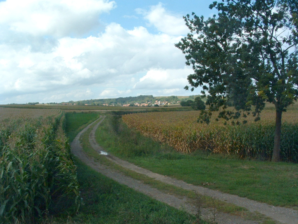 Fonds d'cran Voyages : Europe France > Alsace Champs de maIs vers Gimbrett