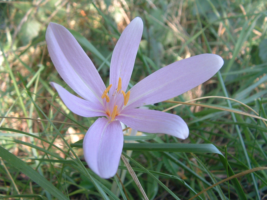 Fonds d'cran Nature Fleurs 