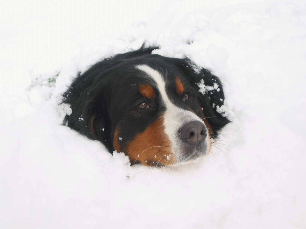 Fonds d'cran Animaux Chiens 