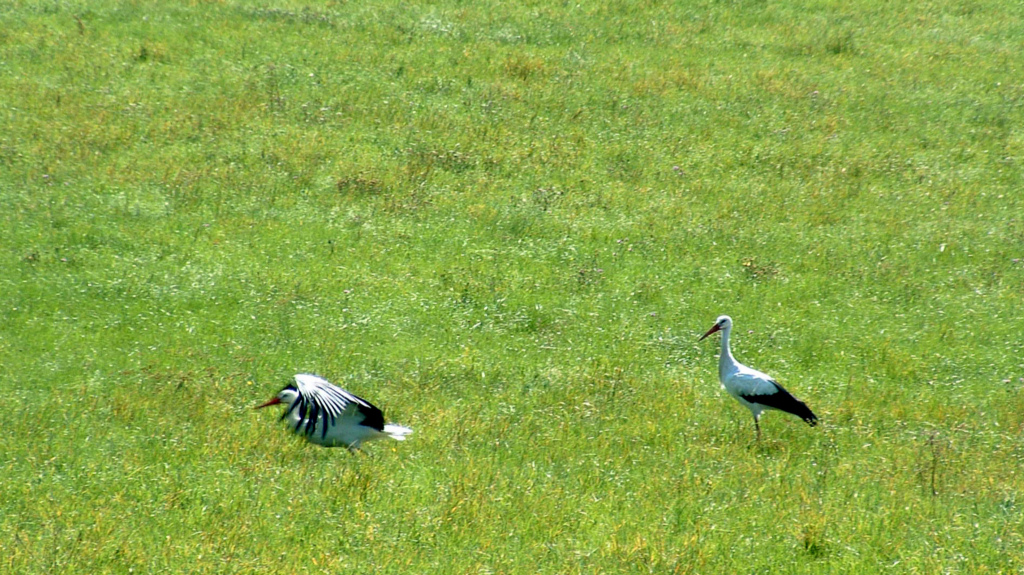 Fonds d'cran Animaux Oiseaux - Cigognes Cigognes