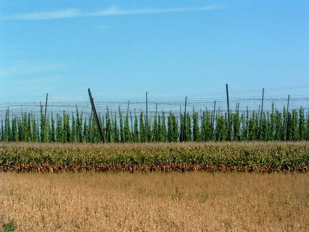 Fonds d'cran Nature Champs - Prairies Mas et houblon