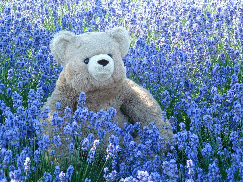 Fonds d'cran Objets Peluches Gros Nounours dans la lavande... en Alsace