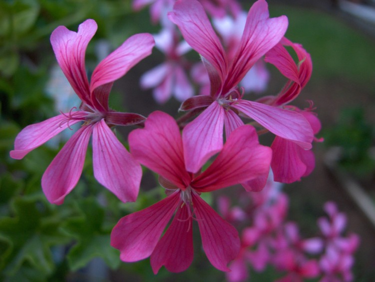 Fonds d'cran Nature Fleurs fleur