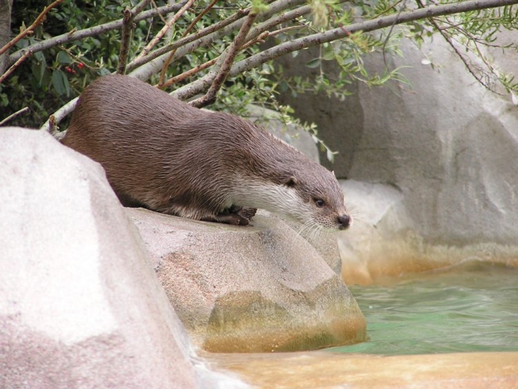 Fonds d'cran Animaux Loutres loutre