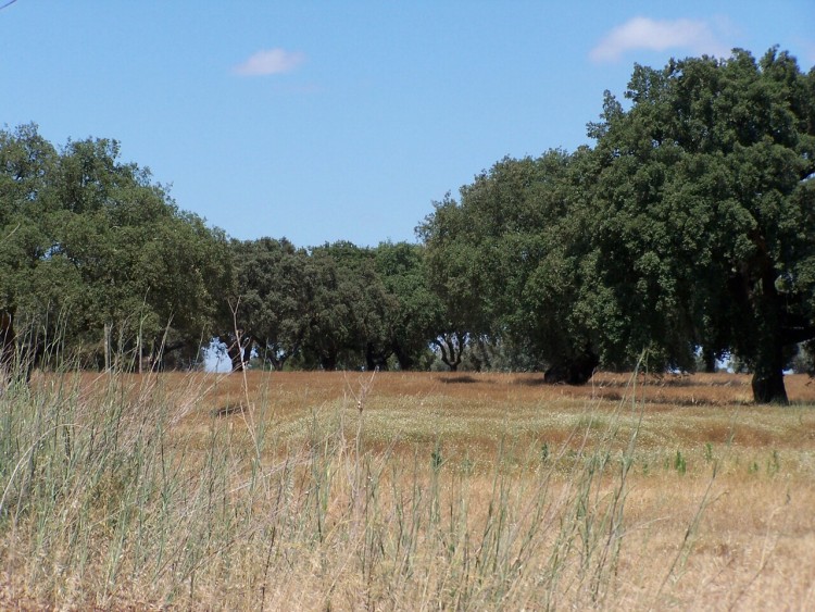 Wallpapers Nature Trees - Forests Campagne portugaise