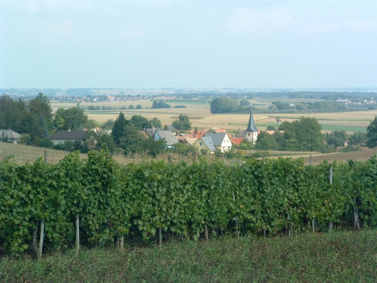 Fonds d'cran Voyages : Europe France > Alsace Vignes