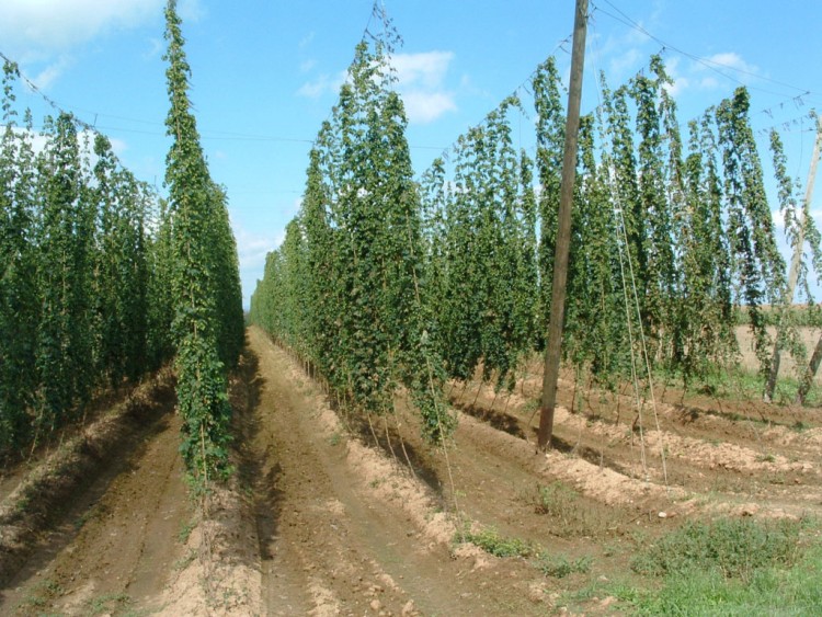 Fonds d'cran Nature Champs - Prairies Houblon : cela fera de la bire !