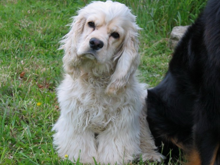 Fonds d'cran Animaux Chiens zaya