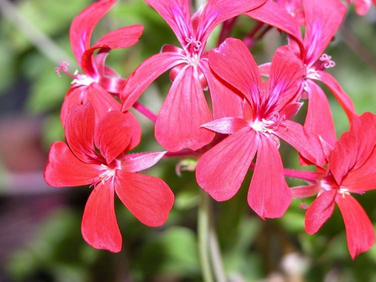 Wallpapers Nature Flowers geranium