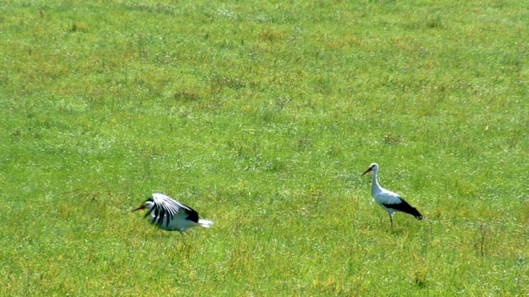 Fonds d'cran Animaux Oiseaux - Cigognes Cigognes