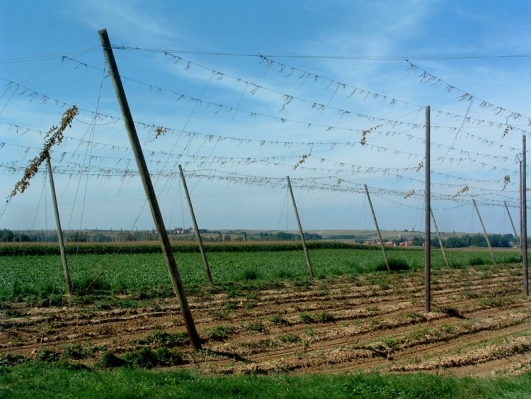 Fonds d'cran Nature Champs - Prairies Cueillette du houblon termine