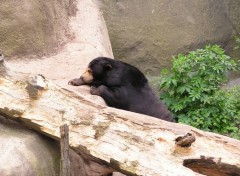 Fonds d'cran Animaux ours des cocotiers