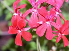 Fonds d'cran Nature geranium