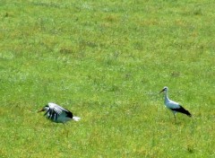 Fonds d'cran Animaux Cigognes