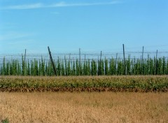 Fonds d'cran Nature Mas et houblon