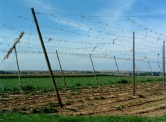 Fonds d'cran Nature Cueillette du houblon termine