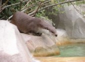 Fonds d'cran Animaux loutre