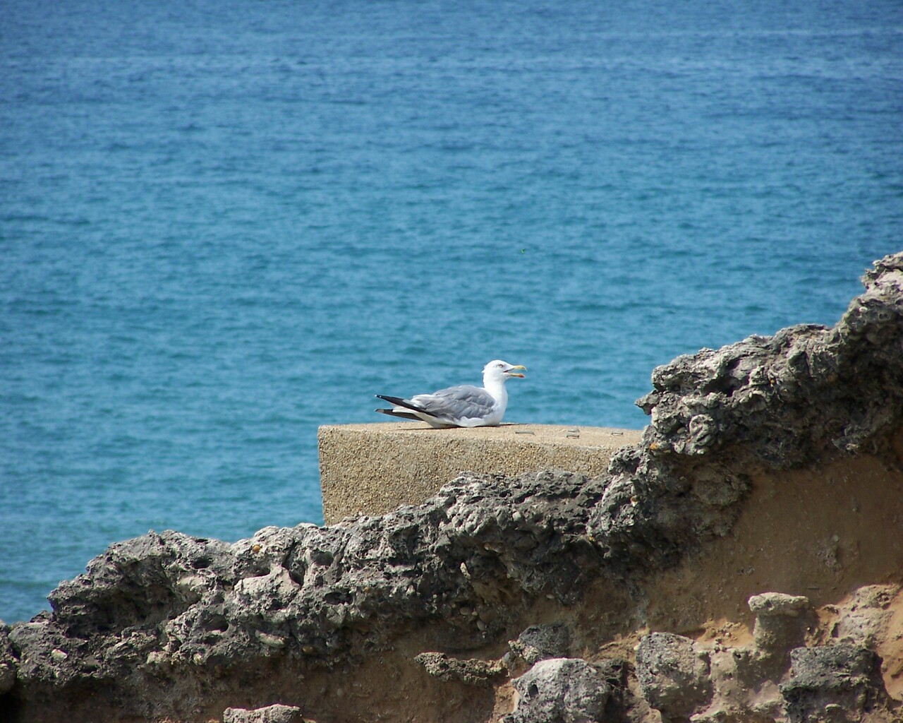 Wallpapers Animals Birds - Ducks Mouette