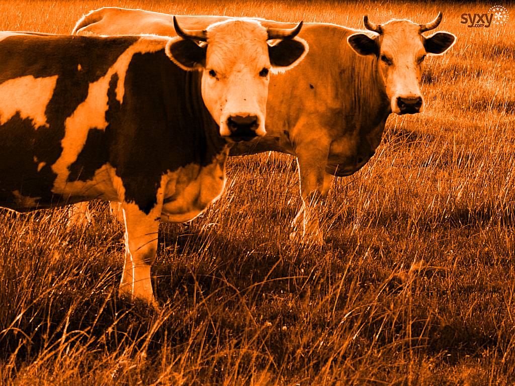 Wallpapers Animals Cows - Bulls - Beef syxy* Holy Cows