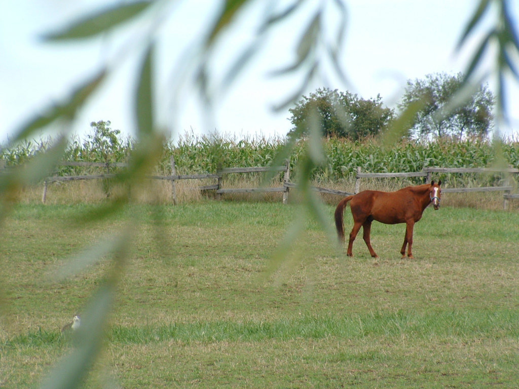 Fonds d'cran Animaux Chevaux Attention au chat !