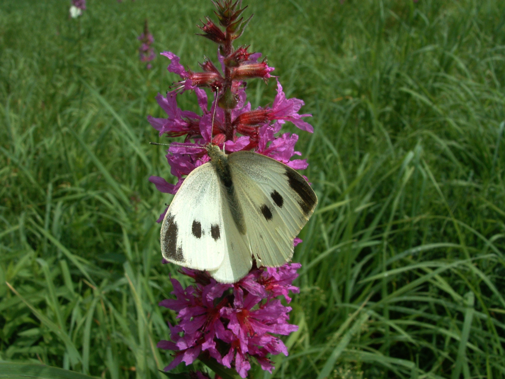 Wallpapers Animals Insects - Butterflies Le repos du papillon...