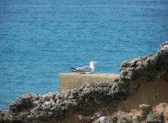 Wallpapers Animals Mouette