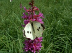 Fonds d'cran Animaux Le repos du papillon...