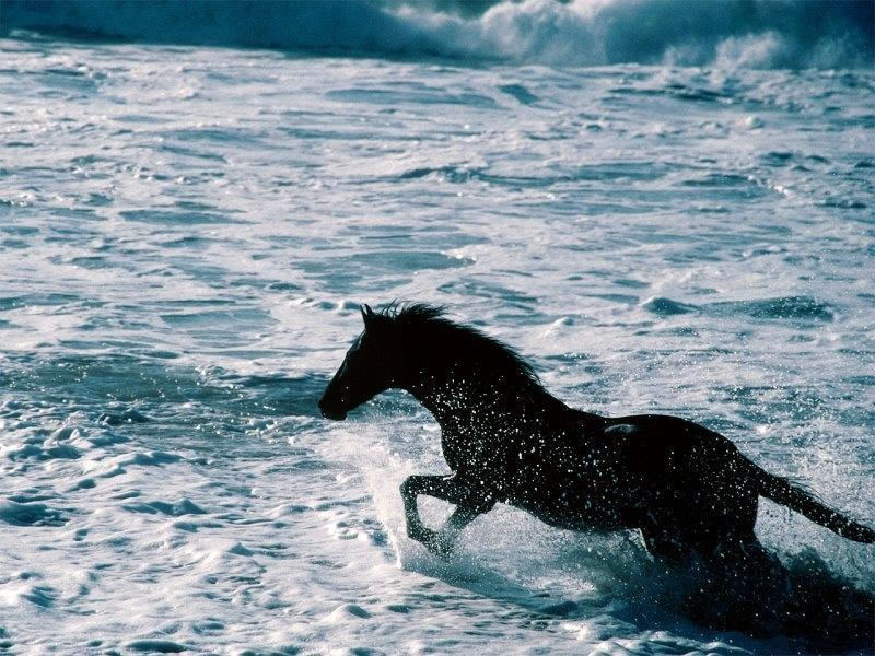 Wallpapers Animals Horses 