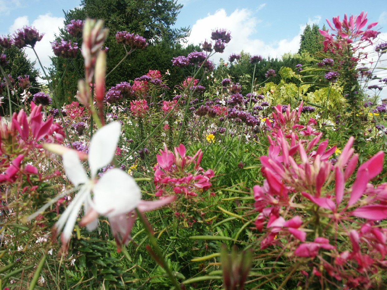 Fonds d'cran Nature Fleurs 