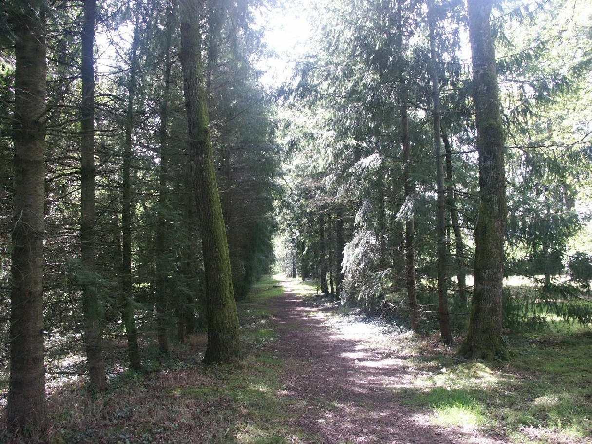 Fonds d'cran Nature Arbres - Forts Alle de promenade