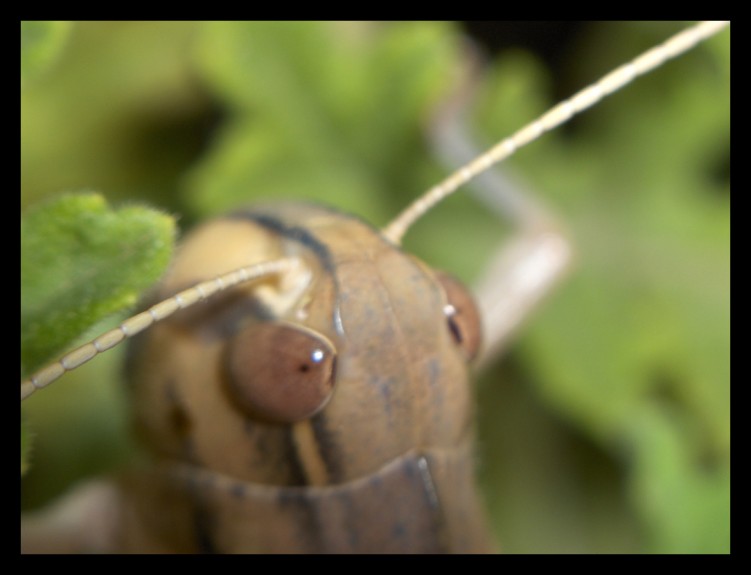 Fonds d'cran Animaux Insectes - Sauterelles et Criquets regarde moi!