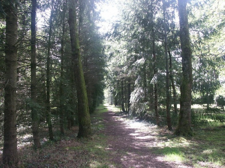 Fonds d'cran Nature Arbres - Forts Alle de promenade