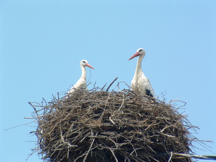 Fonds d'cran Animaux Oiseaux - Cigognes Cigognes d'Alsace