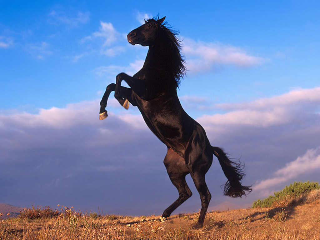 Fonds d'cran Animaux Chevaux cheval cabr