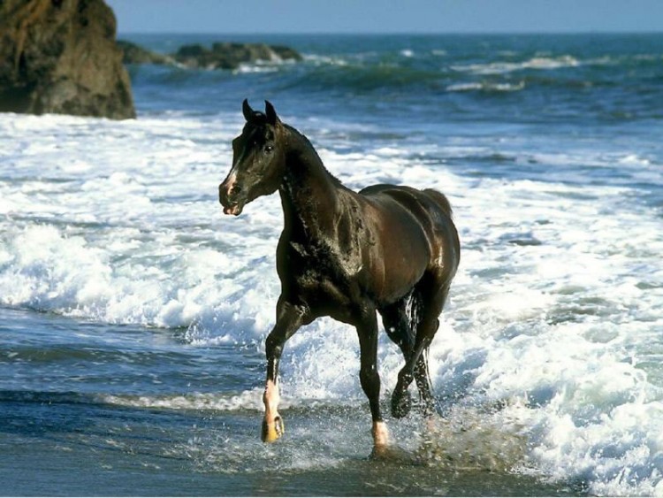 Wallpapers Animals Horses Wallpaper N78307