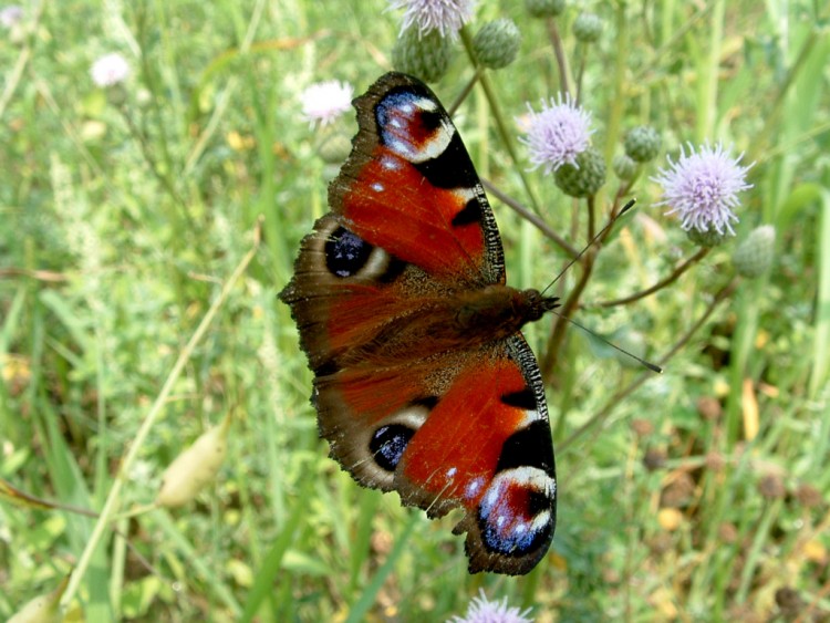 Fonds d'cran Animaux Insectes - Papillons Se dorer au soleil