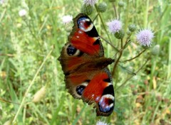 Fonds d'cran Animaux Se dorer au soleil