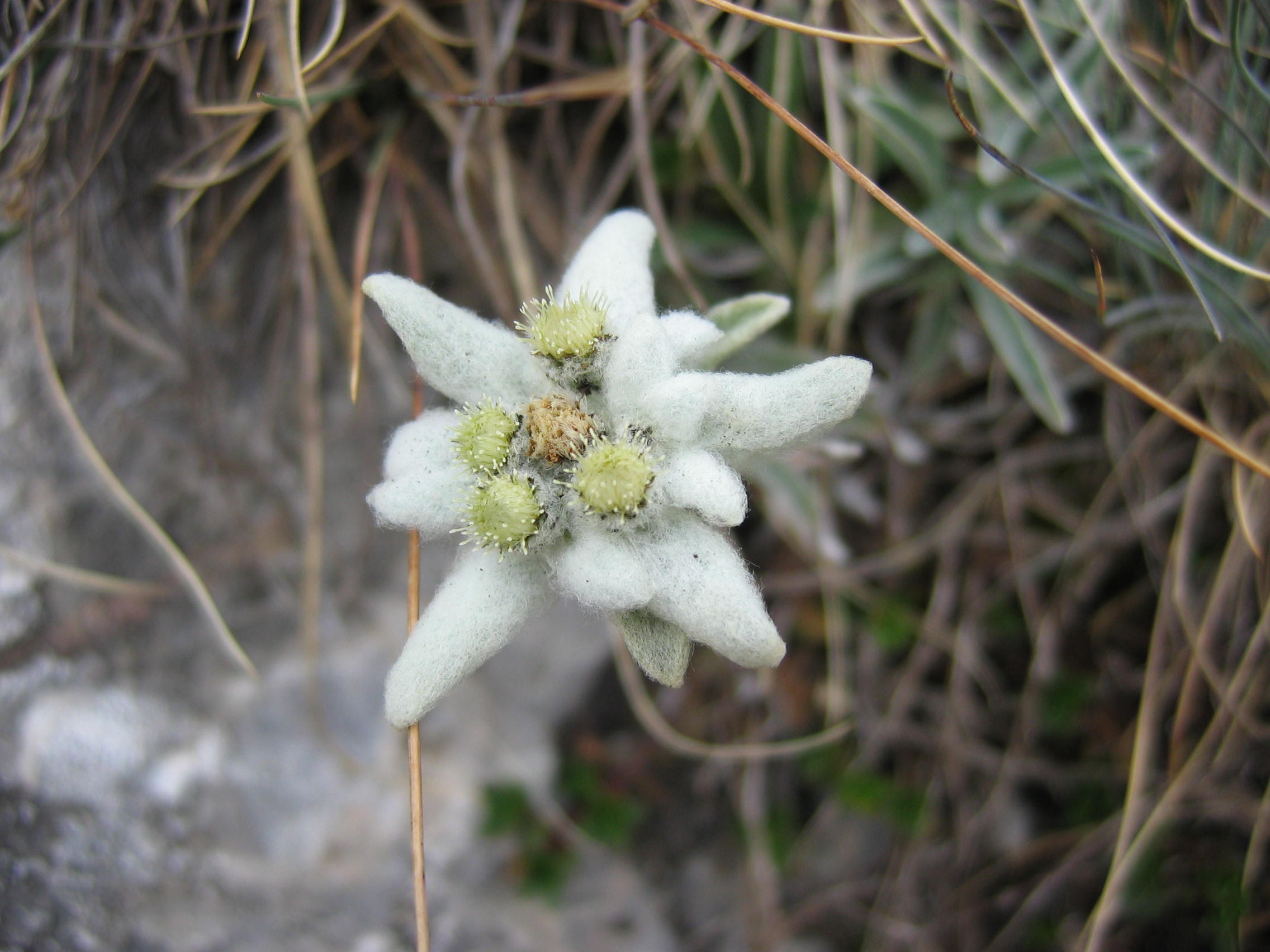 Fonds d'cran Nature Fleurs edelweisse