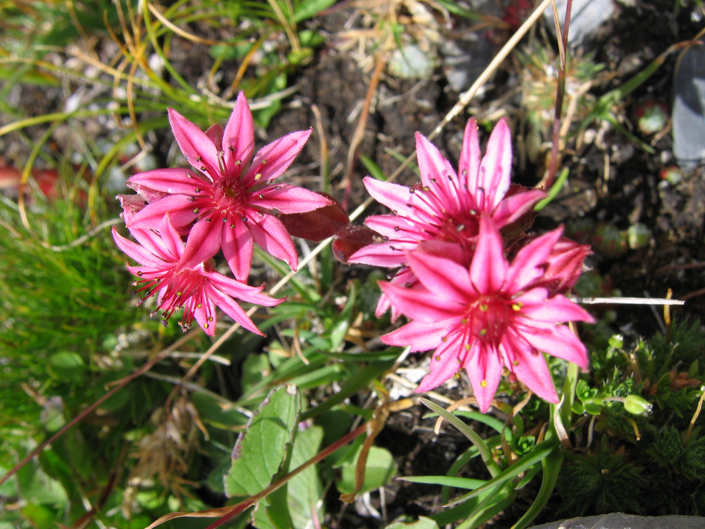 Fonds d'cran Nature Fleurs fleurs de montagnes