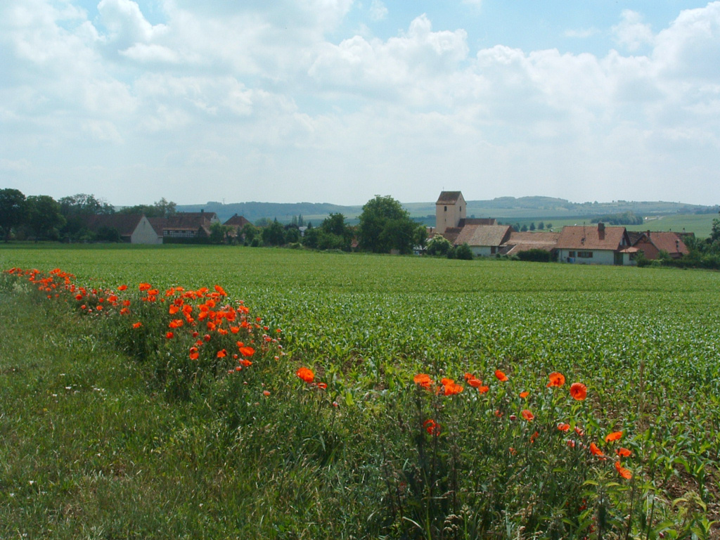 Wallpapers Trips : Europ France > Alsace Coquelicots