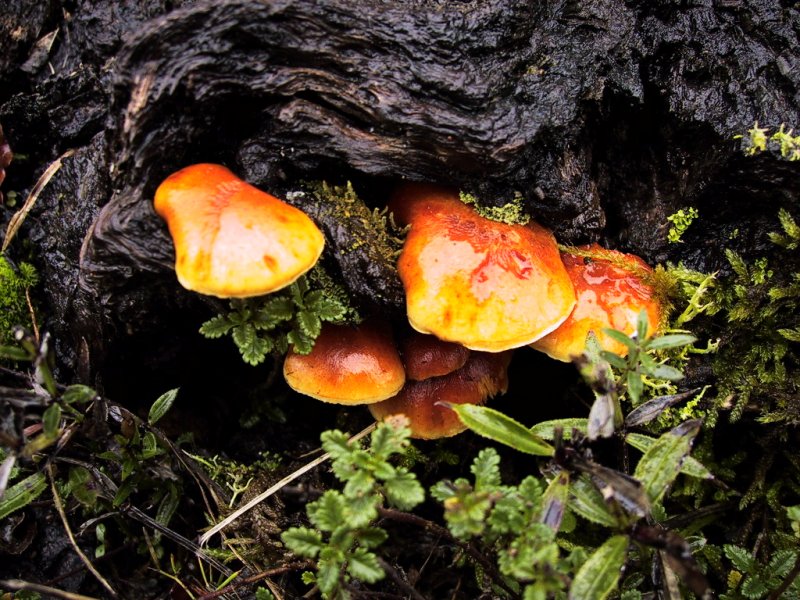 Fonds d'cran Nature Champignons 