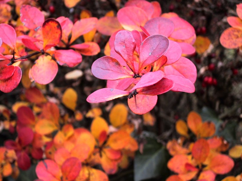 Fonds d'cran Nature Fleurs 