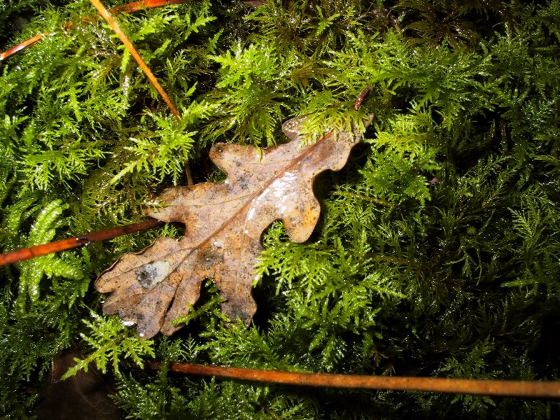 Fonds d'cran Nature Feuilles - Feuillages 