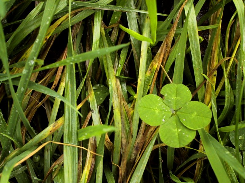 Wallpapers Nature Leaves - Foliage 