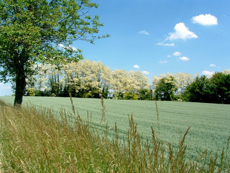 Fonds d'cran Voyages : Europe France > Alsace Le calme  la campagne